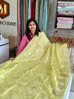Silky kotta / ACN02/B