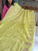 Silky kotta / ACN02/B