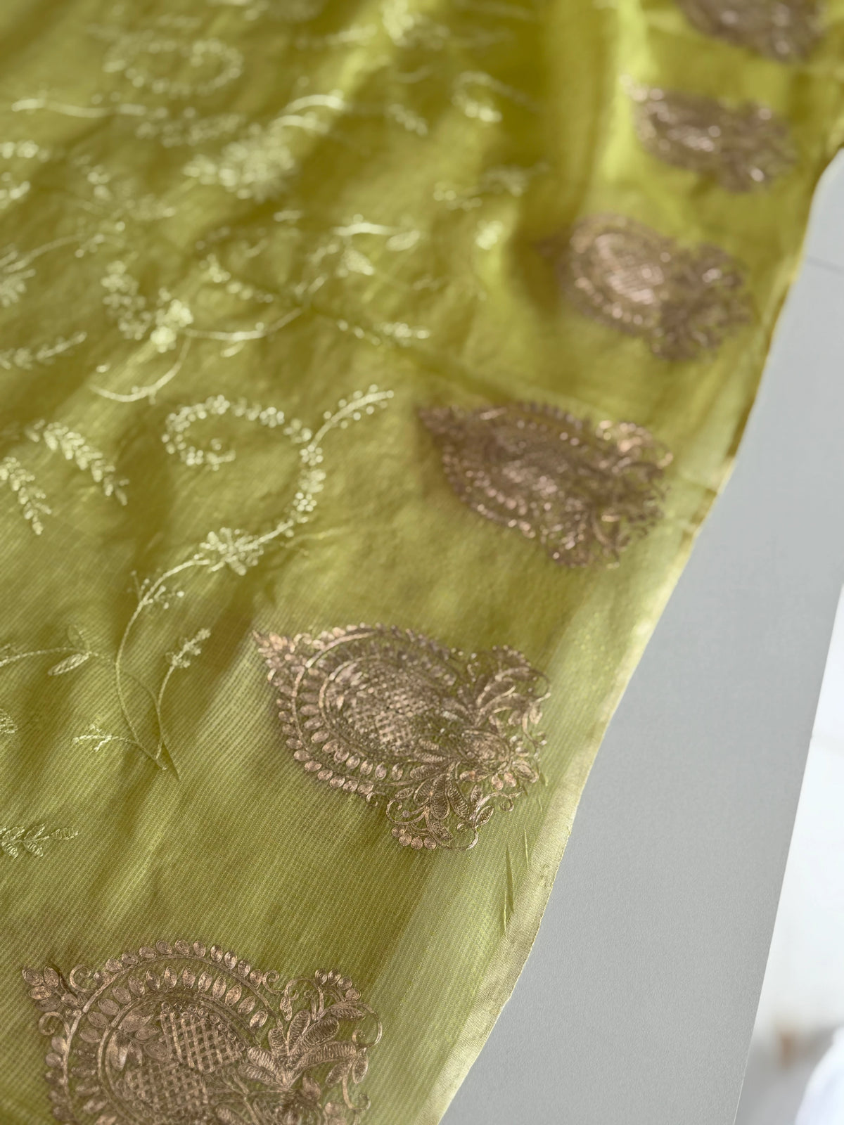 Silky kotta / ACN02/B