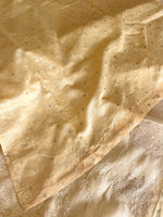 Silky kotta / ACN02/B